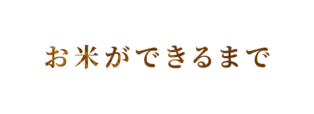 お米ができるまで